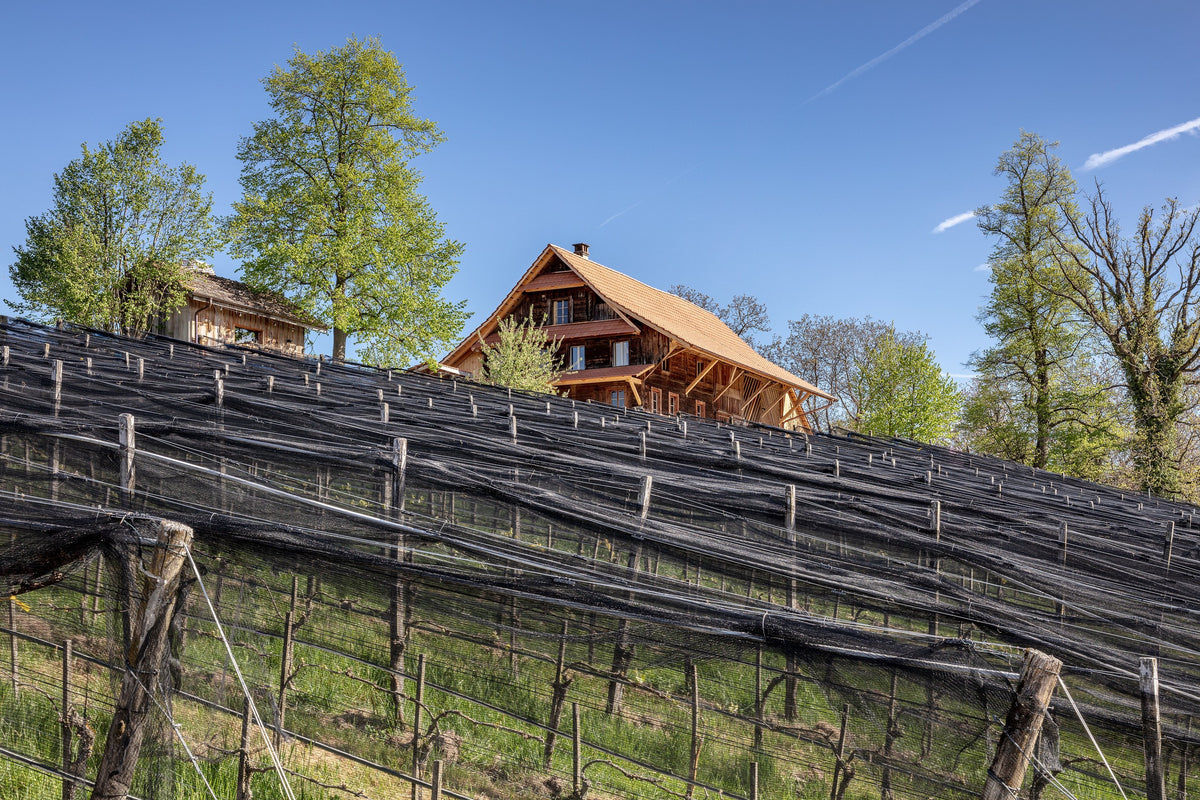 BIOWEINGUT SITENRAIN, CH - MEGGEN