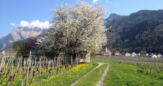 JOHANNI WEINE, CH - JENINS